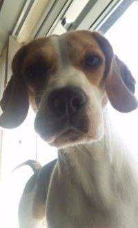 one year old Beagle - female